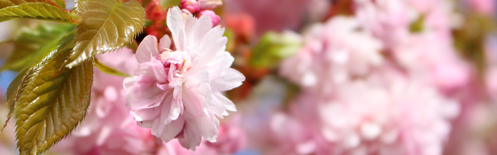 Garn av hög kvalitet för stickning, virkning och filtning LANA GROSSA<br> ull & garn