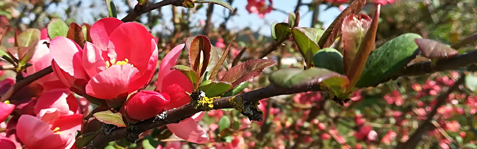 Garn av hög kvalitet för stickning, virkning och filtning LANA GROSSA<br> ull & garn
